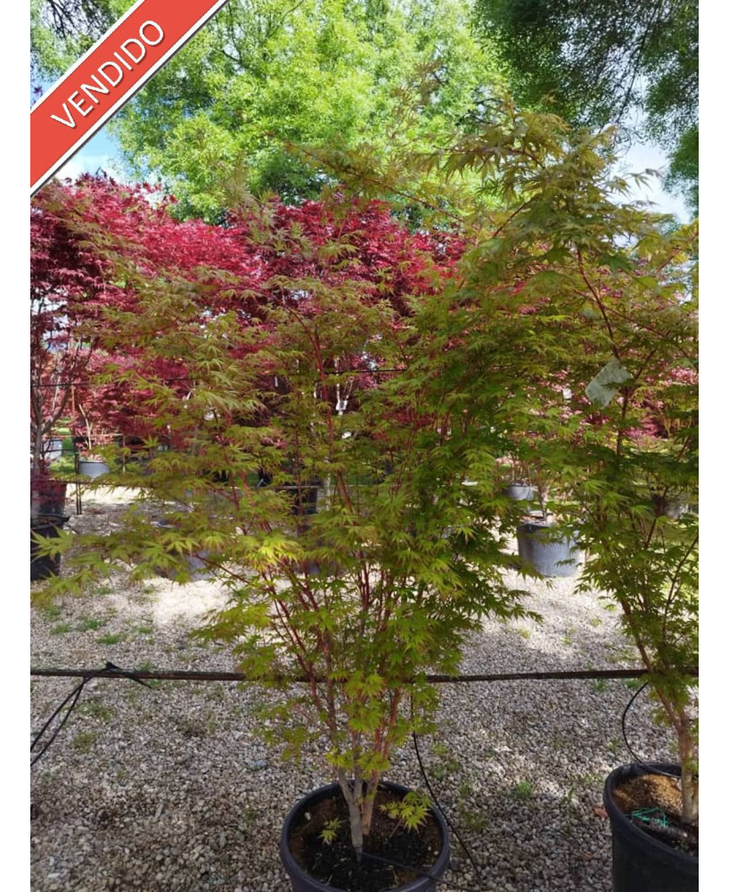 ACER PALMATUM SANGOKAKU 036