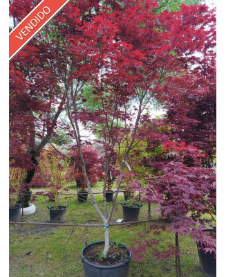 ACER PALMATUM BLOODGOOD 045