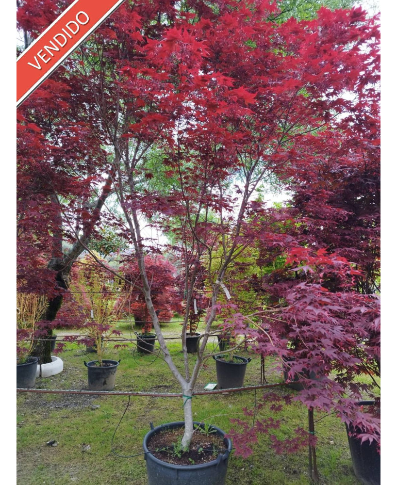 ACER PALMATUM BLOODGOOD 045