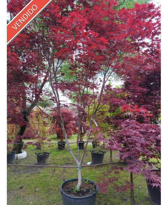 ACER PALMATUM BLOODGOOD 045