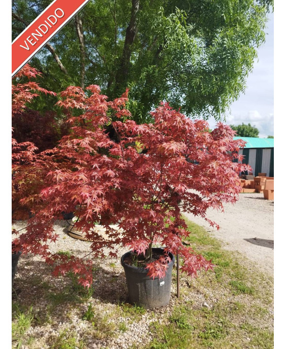 ACER PALMATUM DESHOJO 088