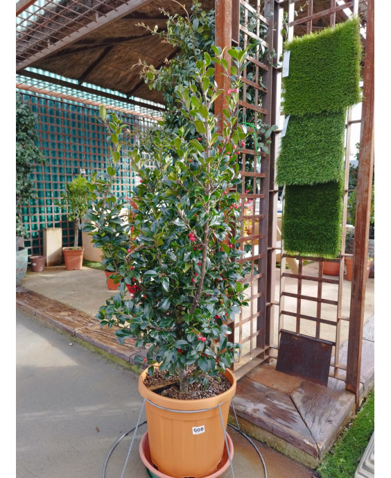 ACEBO COMÚN (ILEX AQUIFOLIUM) 007 - 008