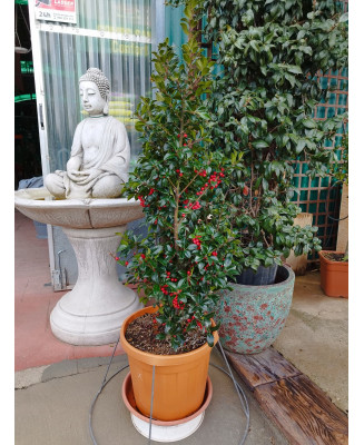 ACEBO COMÚN (ILEX AQUIFOLIUM) 007 - 008