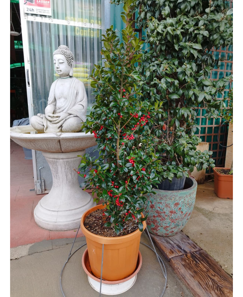 ACEBO COMÚN (ILEX AQUIFOLIUM) 007 - 008