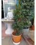 ACEBO COMÚN (ILEX AQUIFOLIUM) 007 - 008