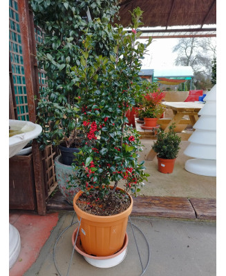 ACEBO COMÚN (ILEX AQUIFOLIUM) 007 - 008
