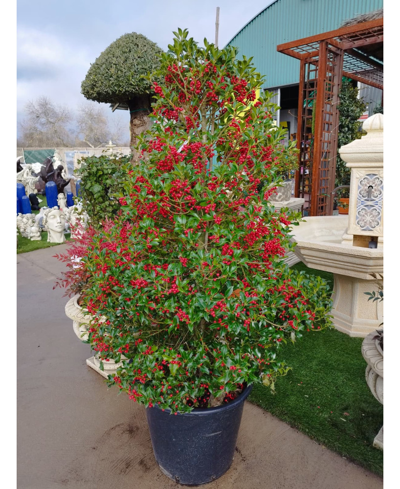 ACEBO (ILEX AQUIFOLIUM) 001