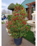 ACEBO (ILEX AQUIFOLIUM) 001
