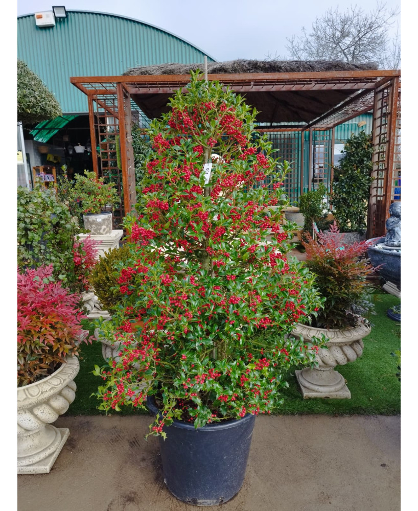 ACEBO (ILEX AQUIFOLIUM) 001