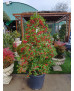 ACEBO (ILEX AQUIFOLIUM) 001