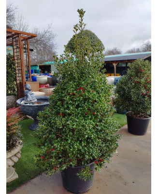 ACEBO (ILEX AQUIFOLIUM) 002