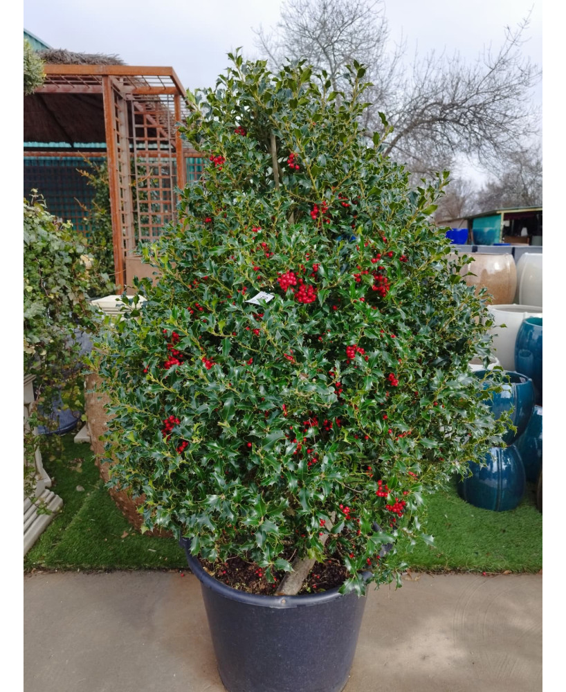 ACEBO (ILEX AQUIFOLIUM) 003