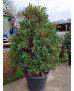ACEBO (ILEX AQUIFOLIUM) 003