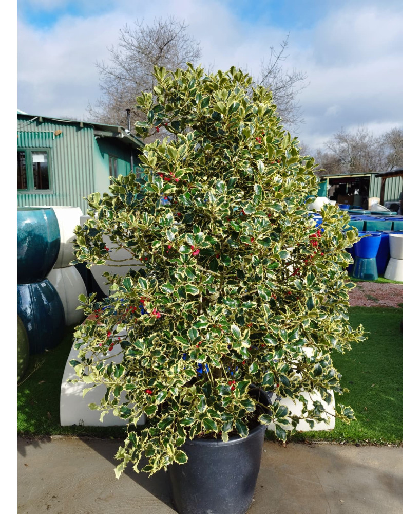 ACEBO (ARGENTEA MARGINATA O SILVER QUEEN) 005