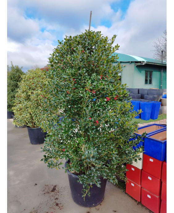 ACEBO (ILEX AQUIFOLIUM) 006
