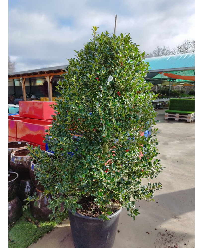 ACEBO (ILEX AQUIFOLIUM) 006