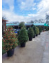 ACEBO (ILEX AQUIFOLIUM) 006