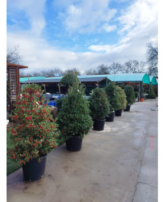 ACEBO (ILEX AQUIFOLIUM) 003