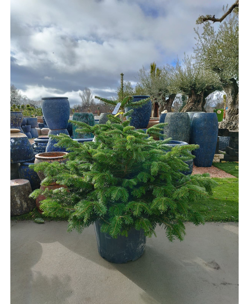 ABETO (ABIES NORDMANNIANA) 005