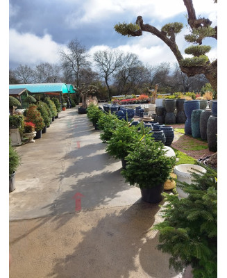 ABETO (ABIES NORDMANNIANA) 005