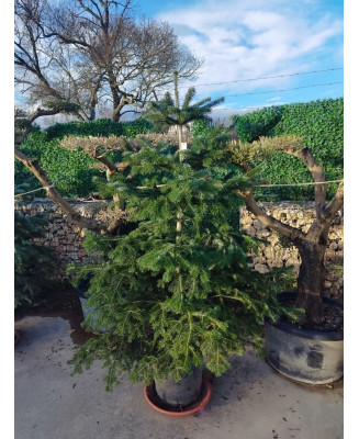 ABETO (ABIES NORDMANNIANA) 003