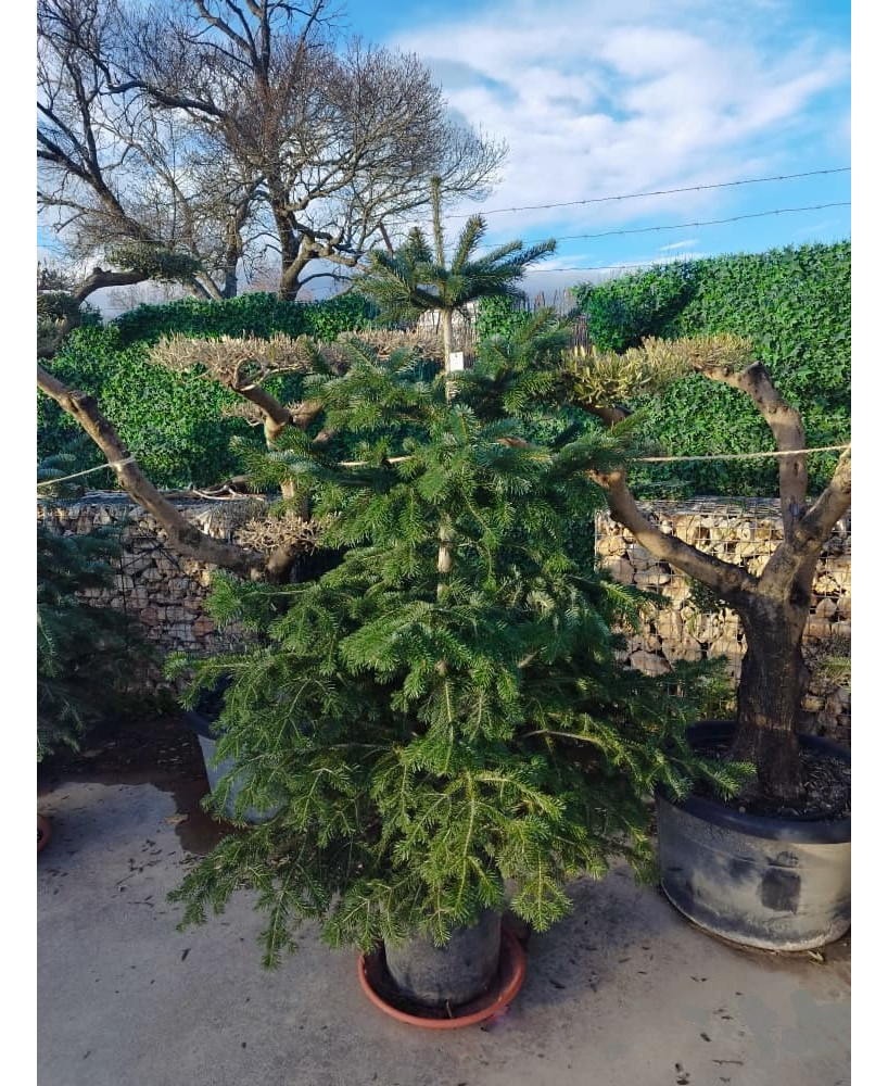 ABETO (ABIES NORDMANNIANA) 003