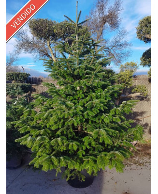 ABETO (ABIES NORDMANNIANA) 002