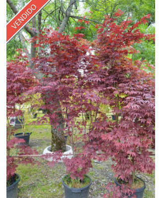ACER PALMATUM ATROPURPUREUM 073