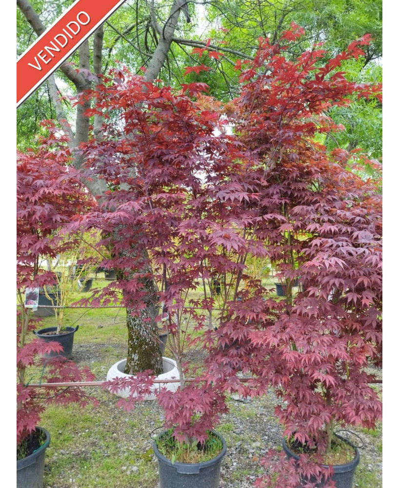 ACER PALMATUM ATROPURPUREUM 073