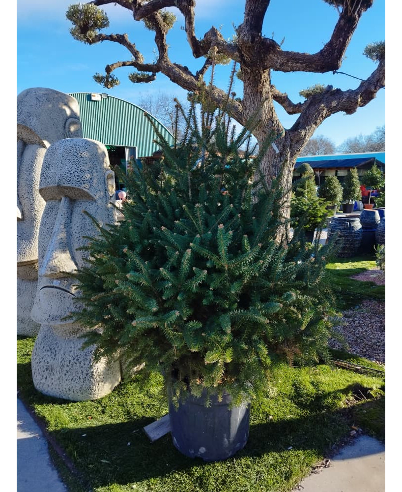 ABETO (ABIES PINSAPO)