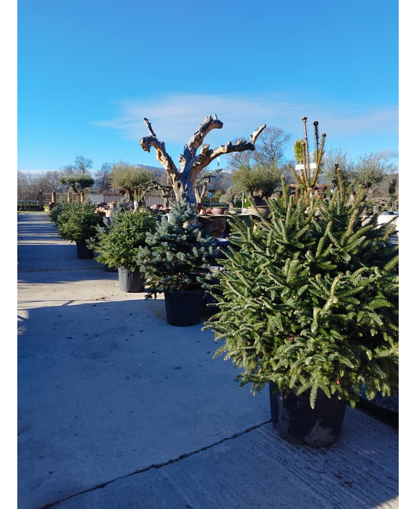 ABETO (ABIES PINSAPO)
