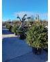 ABETO (ABIES PINSAPO)