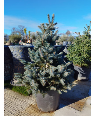 ABETO AZUL (PICEA PUNGENS)