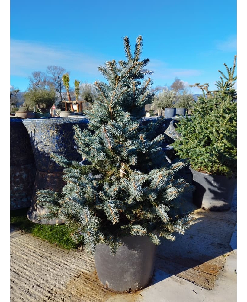 ABETO AZUL (PICEA PUNGENS)