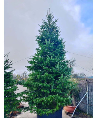 ABETO (ABIES NORDMANNIANA) 001