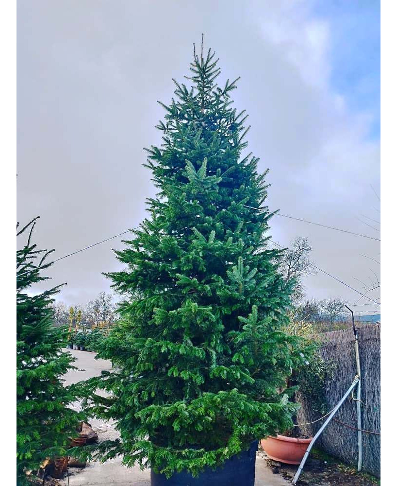 ABETO (ABIES NORDMANNIANA) 001