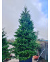ABETO (ABIES NORDMANNIANA) 001