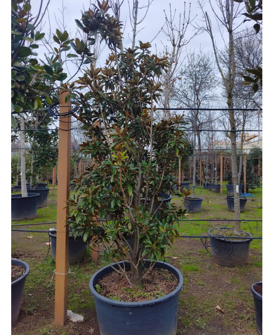 MAGNOLIA GRANDIFLORA 'ALTA' 054