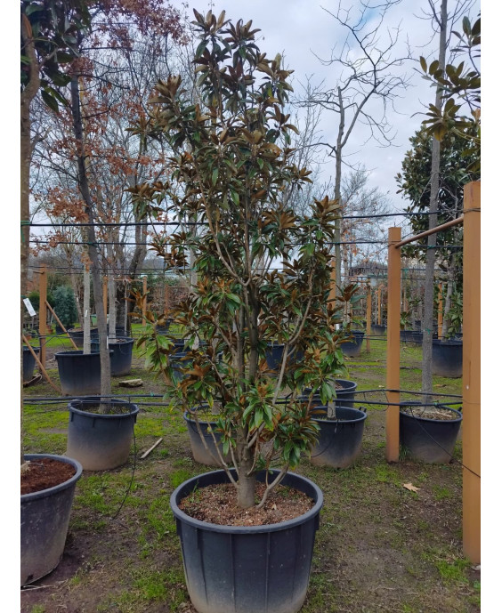 MAGNOLIA GRANDIFLORA 'ALTA' 055