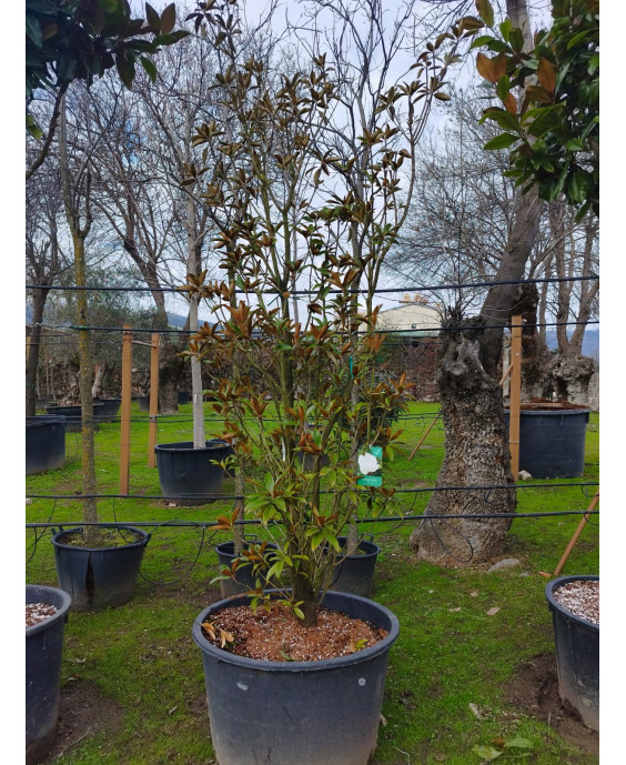 MAGNOLIA GRANDIFLORA 'ALTA' 071