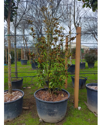 MAGNOLIA GRANDIFLORA 'ALTA' 073