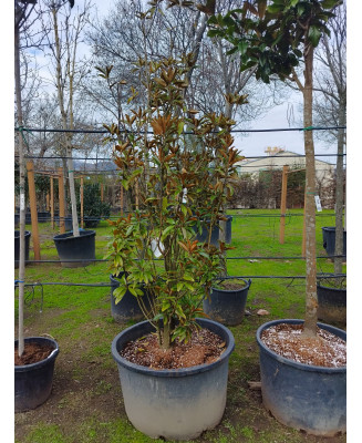 MAGNOLIA GRANDIFLORA 'ALTA' 075