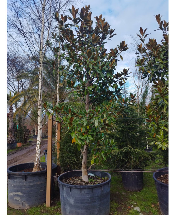 MAGNOLIA GRANDIFLORA GALLISONENSIS 017