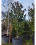MAGNOLIA GRANDIFLORA GALLISONENSIS 017