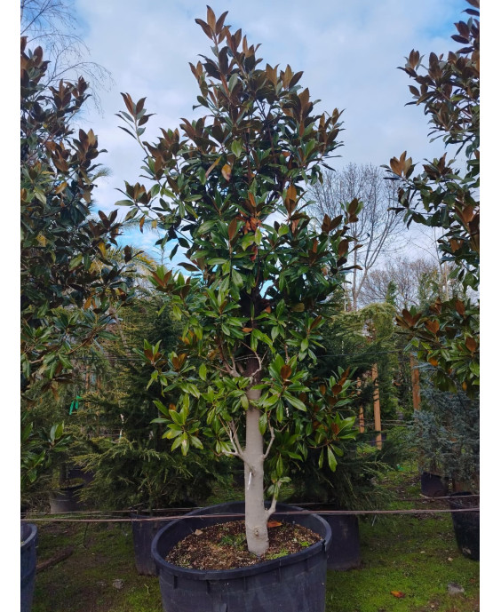 MAGNOLIA GRANDIFLORA GALLISONENSIS 018