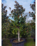MAGNOLIA GRANDIFLORA GALLISONENSIS 018
