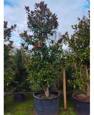 MAGNOLIA GRANDIFLORA GALLISONENSIS 019