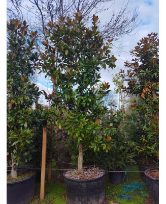 MAGNOLIA GRANDIFLORA GALLISONENSIS 044