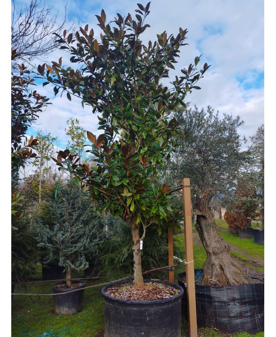MAGNOLIA GRANDIFLORA GALLISONENSIS 046