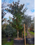 MAGNOLIA GRANDIFLORA GALLISONENSIS 046